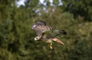 Red (buteo jamaicensis) tailed hawk