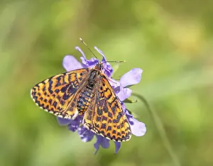 Red butterflies Melitaea didyma'<br> Red butterflies Melitaea didyma