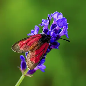 Red butterfly on purple flower in natural