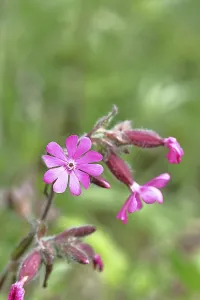 Red campion (Silene dioica), close-up of a flower in a meadow