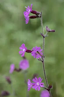 Red campion (Silene dioica) with common hoverfly (Sphaerophoria scripta)