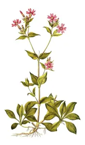 Red campion (Silene dioica), also red campion