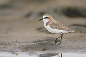 Red-capped Plover (Charadrius ruficapillus)