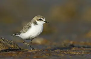 Red-capped Plover (Charadrius ruficapillus)