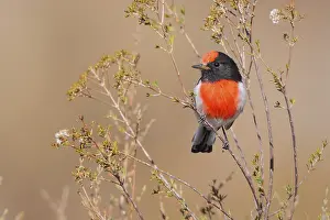 Red-capped Robin (Petroica goodenovii)