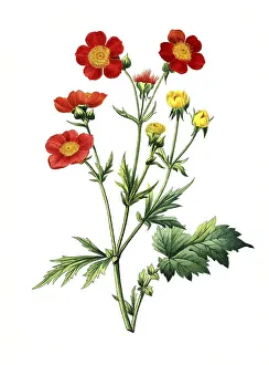 Red carnationwort (Geum coccineum)