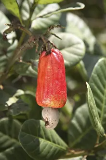 Red Cashew fruit with cashew seed on the plant