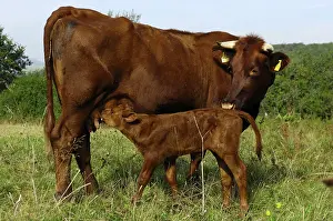 Red cattle, cow with calf, Hesse, Germany