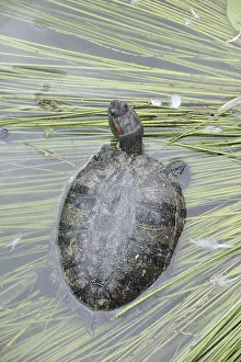 Red-cheeked tortoise (Trachemys scripta elegans)