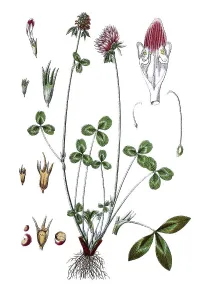 Red clover (Trifolium pratense)