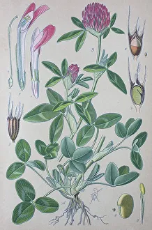 Red clover (Trifolium pratense)