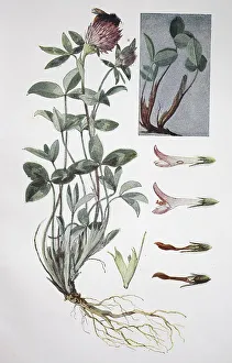 Red clover (Trifolium pratense)