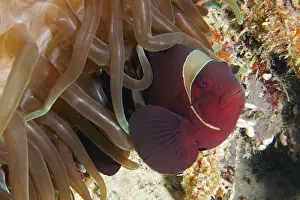 Framed Print : Red clownfish, velvet anemonefish