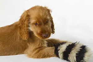 Red Cocker Spaniel puppy on a light background
