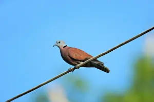 Red Collared-dove (Streptopelia tranquebarica) adult
