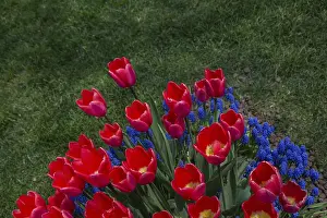 Red color Tulips Bloom in Spring in garden