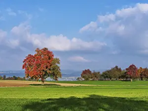 Red coloured pear trees (Pyrus)