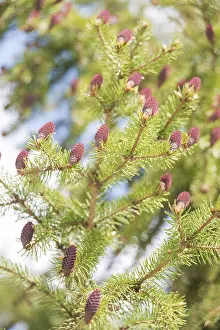 Red cones on the branches of flowering spruce in spring forest