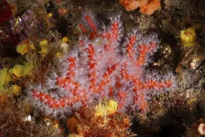 Red coral (Corallium rubrum) with white polyps on the seabed