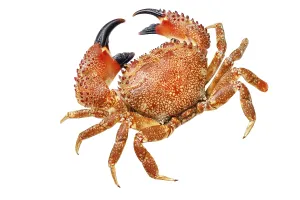 Red crab isolated on white, macro photo