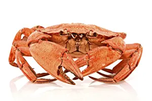 Red crab on white background with reflection
