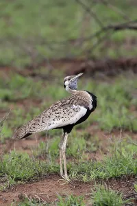 Red-crested Bustard, (Lophotis ruficrista)