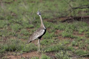 Red-crested Bustard, (Lophotis ruficrista)