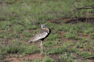 Red-crested Bustard, (Lophotis ruficrista)