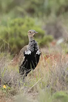 Red-crested Bustard (Lophotis ruficrista)