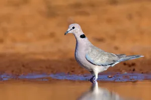 Red-crested Pigeon, (Streptopelia vinacea)