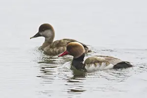 Red-crested pochard (Netta rufina)