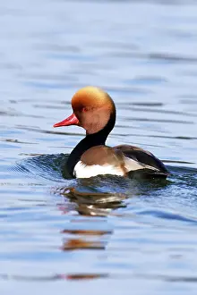 Red-crested pochard (Netta rufina)