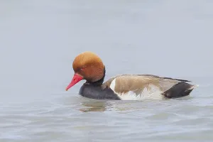 Red-crested pochard (Netta rufina)