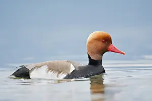 Red-crested pochard (Netta rufina)