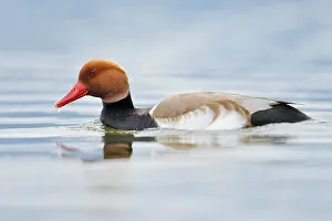 Red-crested pochard (Netta rufina)
