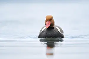 Red-crested pochard (Netta rufina)