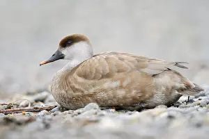 Red-crested pochard (Netta rufina)