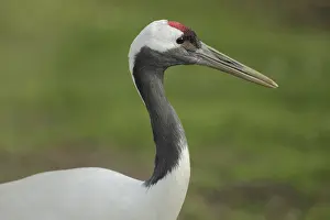 Red-crowned crane (Grus japonensis)