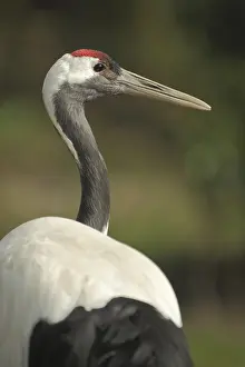 Red-crowned crane (Grus japonensis)