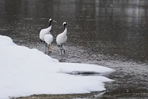 Red-crowned Crane (Grus japonensis)