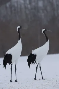 Red-crowned Crane (Grus japonensis)