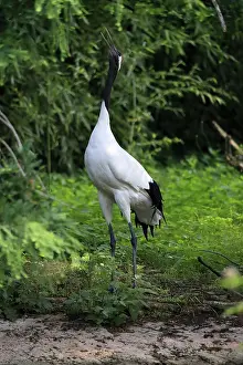 Red-crowned crane (Grus japonensis)