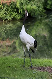 Red-crowned crane (Grus japonensis)