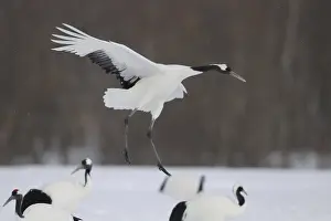 Red-crowned Crane (Grus japonensis) flying