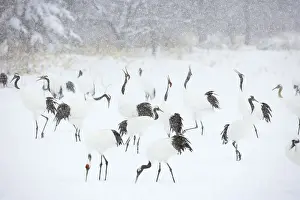 Red crowned cranes, Kushiro-Shitsugen National Park