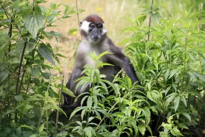Red-crowned mangabey (Cercocebus torquatus)