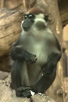 Red-crowned mangabey (Cercocebus torquatus)