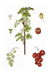 Red currant (Ribes rubrum), medicinal plant
