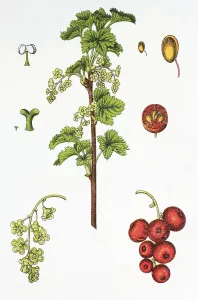 Red currant (Ribes rubrum), medicinal and useful plant