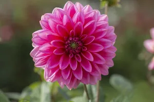 Red dahlia (Dahlia) flower, Bavaria